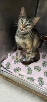 An adult medium-sized female Brown / Chocolate Domestic Short Hair cat named Mom for adoption in Moline, IL