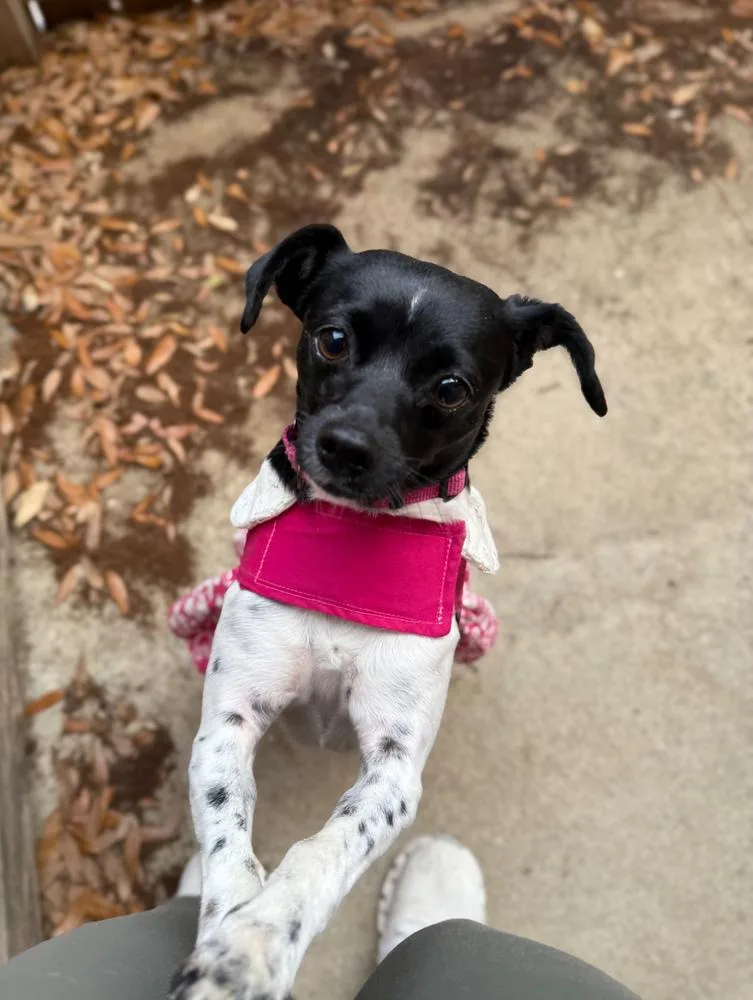 An adult small-sized female Tricolor (Brown, Black, & White) Chihuahua dog named Cricket for adoption in Statesboro, GA