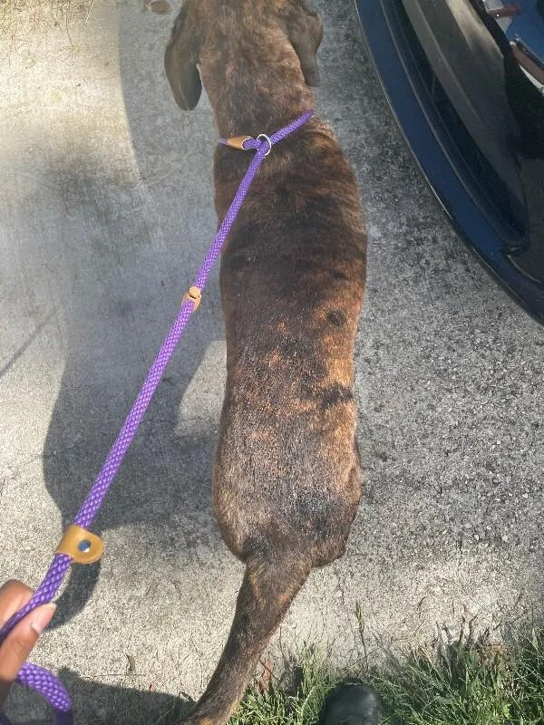 An adult extra large-sized male Brindle Mixed Breed dog named Mister for adoption in Cincinnati, OH