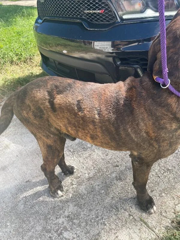 Mister thumbnail 2