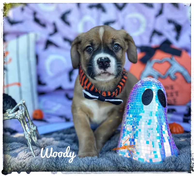 Woody thumbnail 3