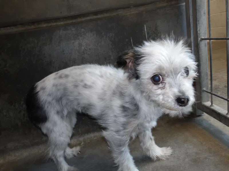 An adult small-sized female Terrier dog named Bella for adoption in Los Angeles, CA