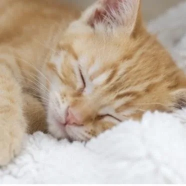 A young small-sized female Orange / Red Domestic Short Hair cat named Maple for adoption in Commerce City, CO