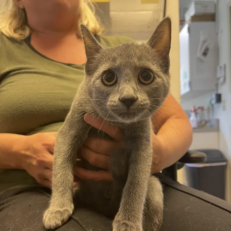 A baby small-sized female Gray / Blue / Silver Russian Blue cat named MeeMaw for adoption in Albert Lea, MN