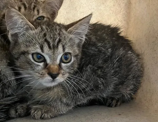 A baby small-sized female Domestic Short Hair cat named Pictionary for adoption in Staten Island, NY