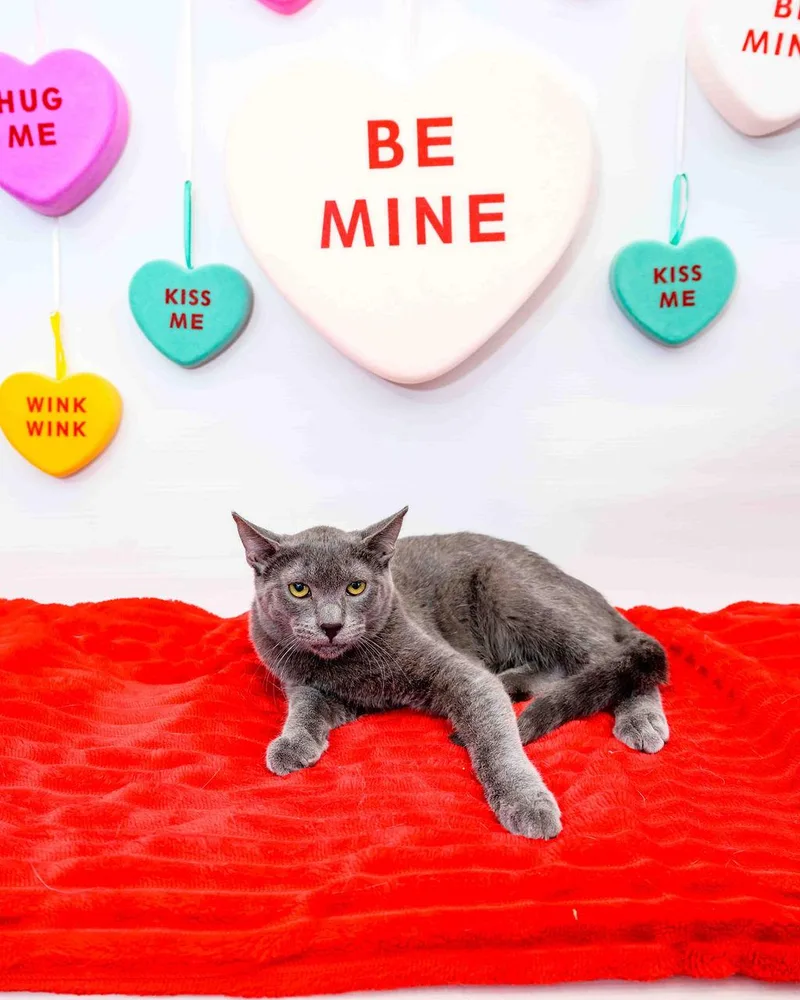 Home Fry thumbnail 2