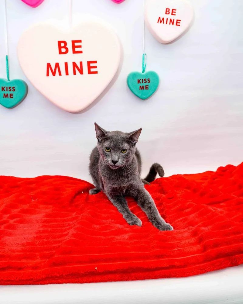 Home Fry thumbnail 3