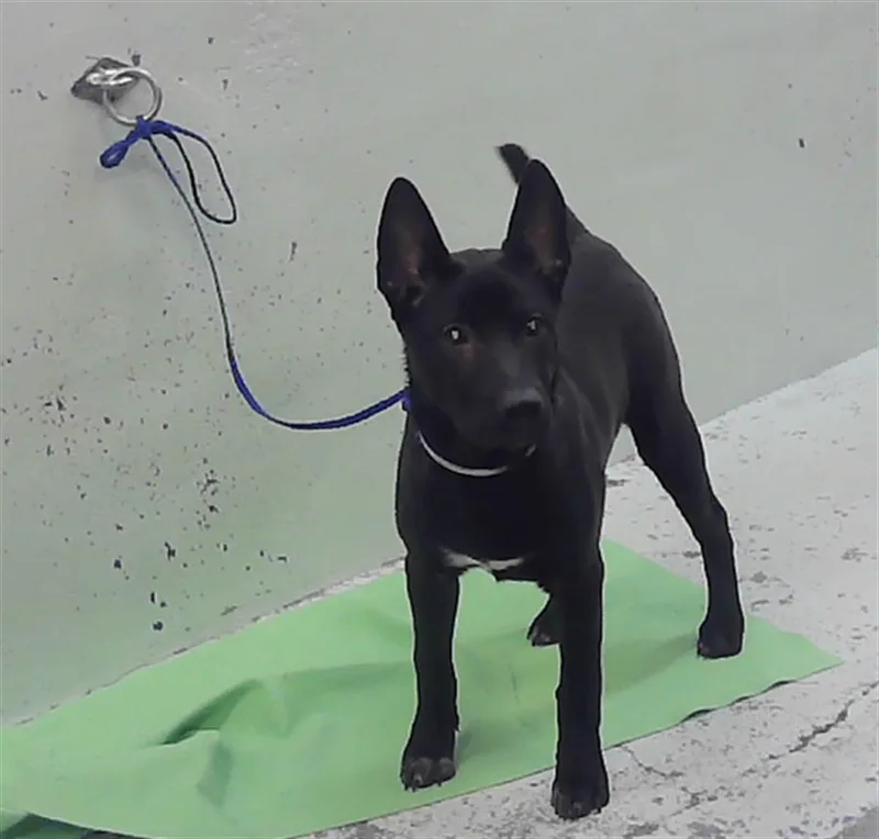 A young medium-sized male German Shepherd Dog dog named Mongoose for adoption in Houston, TX