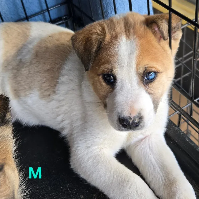 A baby small-sized male Yellow / Tan / Blond / Fawn Shepherd dog named Zeke for adoption in Floresville, TX