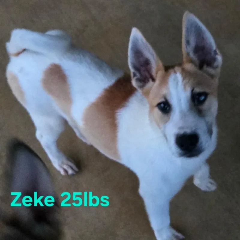 Zeke thumbnail 2