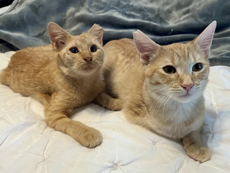 A young medium-sized male Orange / Red Domestic Short Hair cat named Duncan for adoption in Lafayette, LA