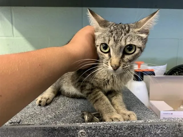 A young large-sized female Domestic Short Hair cat named Felicia for adoption in Grand Prairie, TX