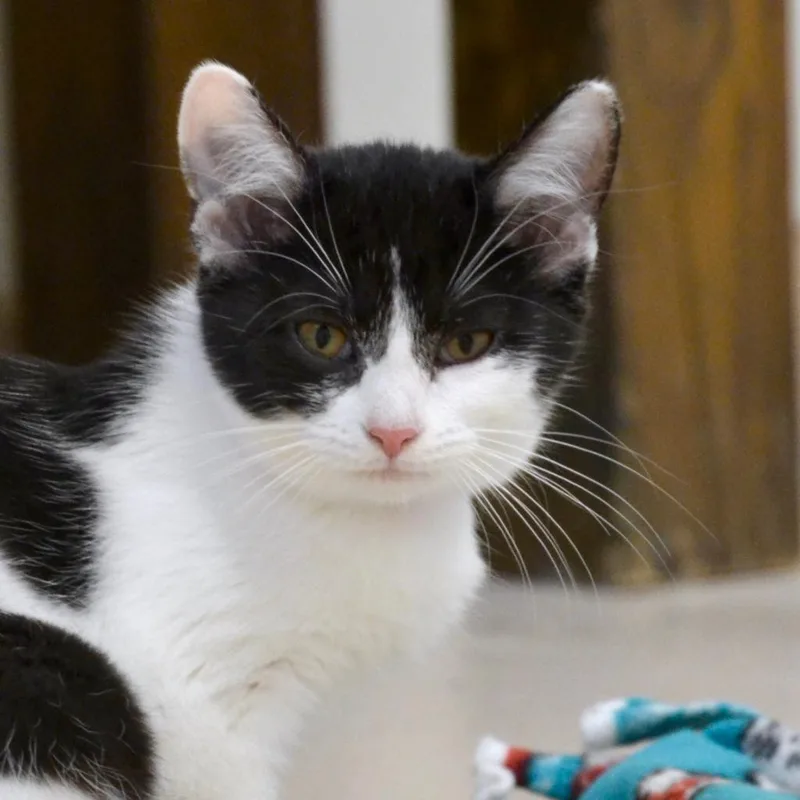 An adult large-sized female Black Domestic Short Hair cat named Ashley for adoption in Delaware, OH