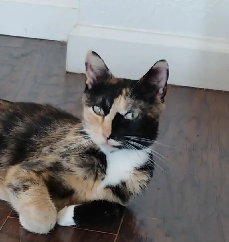 An adult medium-sized female Domestic Short Hair cat named Rosemary for adoption in Boone, CO