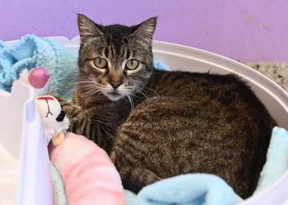 A senior medium-sized female Domestic Short Hair cat named Isabella for adoption in Baton Rouge, LA
