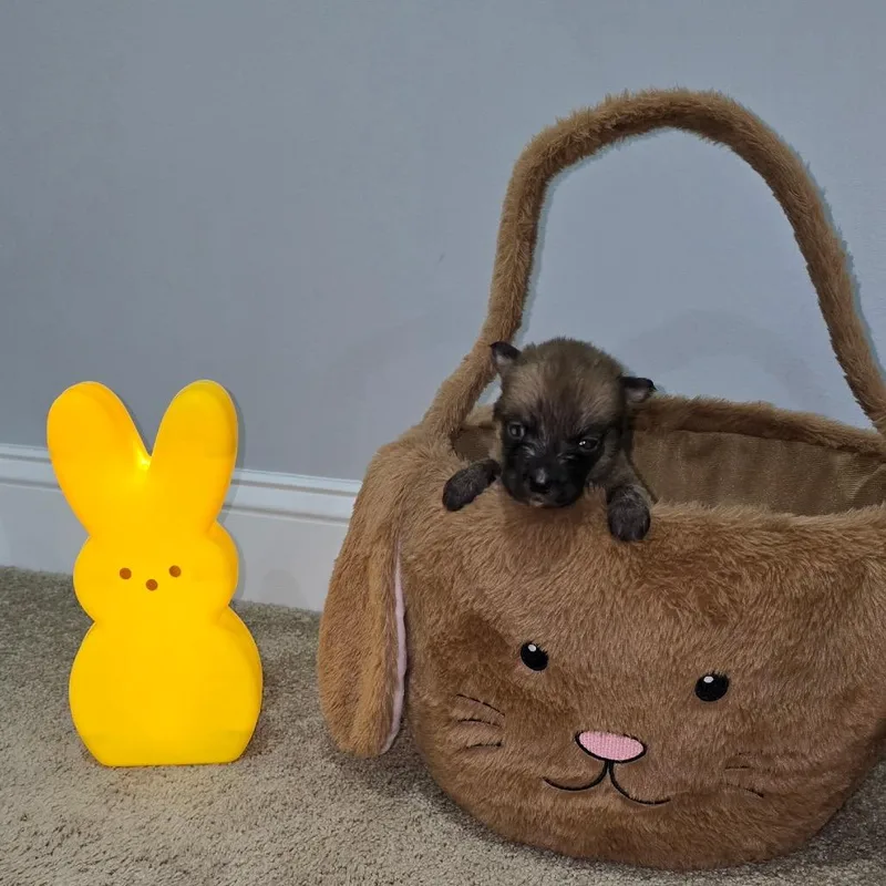 A baby small-sized female Black Husky dog named Toto for adoption in Aberdeen, NC