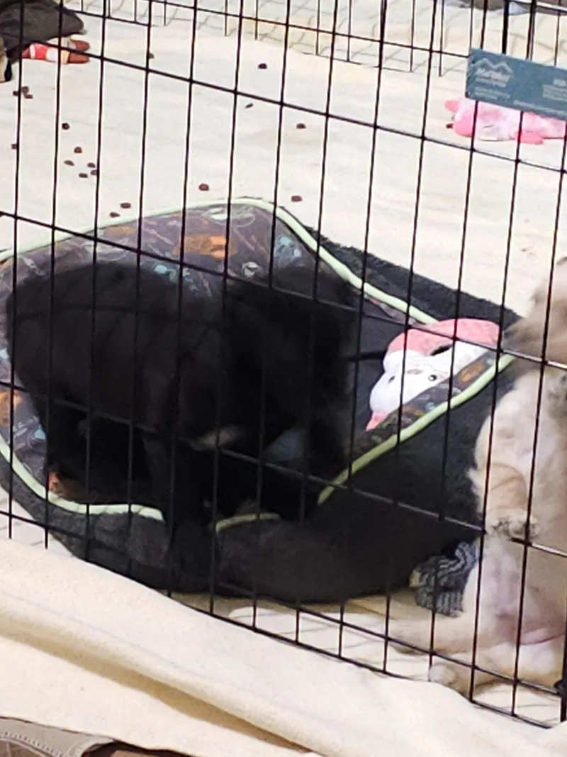 Elmer   Nellie thumbnail 2
