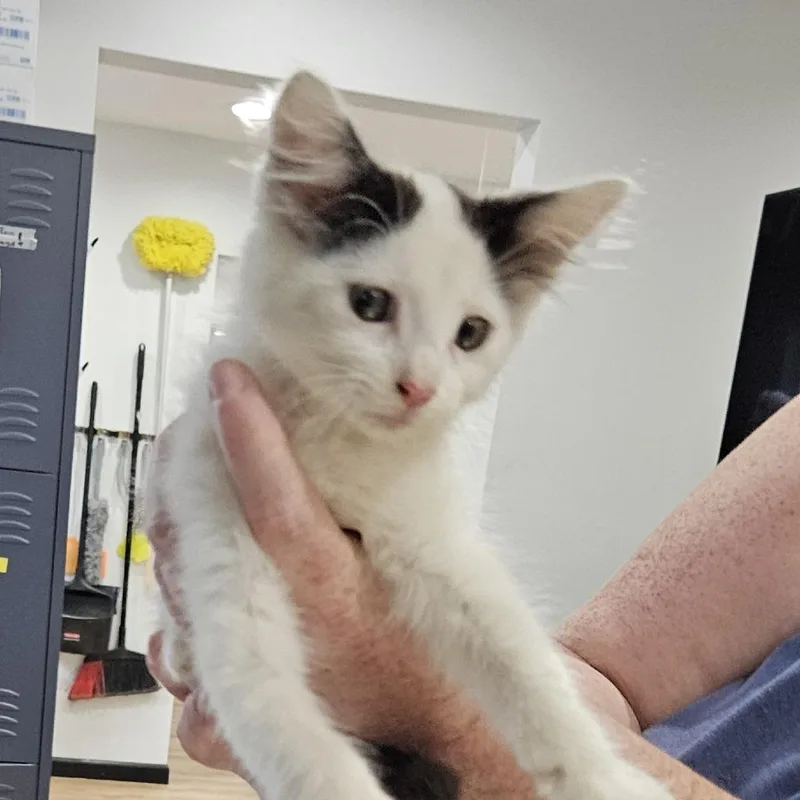 A baby small-sized male White Domestic Long Hair cat named Fiddlesticks for adoption in Livingston, TX