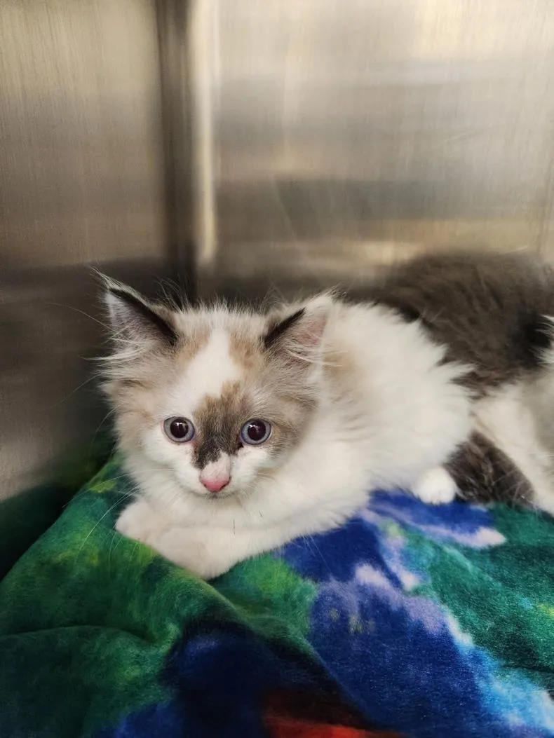 A baby small-sized female Domestic Medium Hair cat named Chamomile for adoption in Hagerstown, MD