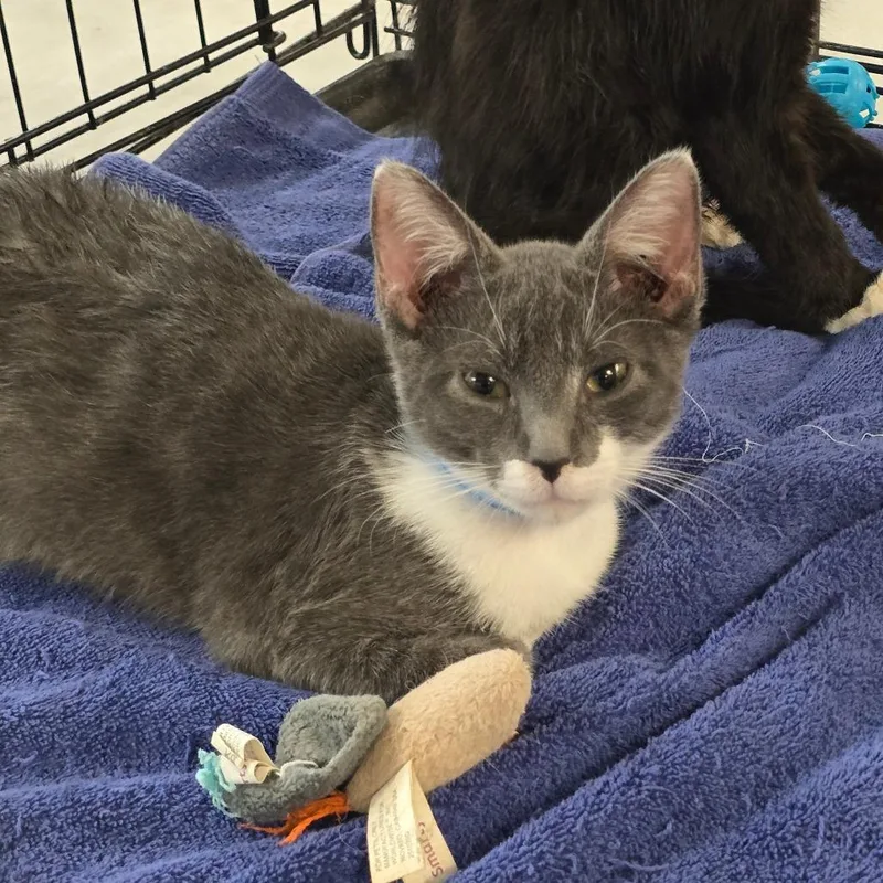 A baby small-sized male Gray / Blue / Silver Domestic Short Hair cat named Ferragamo for adoption in Williston, FL