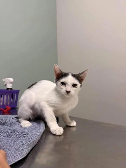 A baby small-sized female Gray & White Domestic Short Hair cat named Genesis for adoption in Annapolis, MD