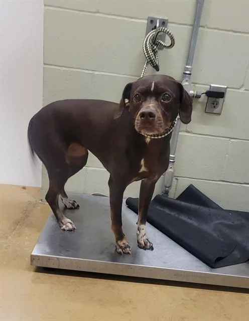 An adult medium-sized female Pointer dog named Piper for adoption in Minneapolis, MN