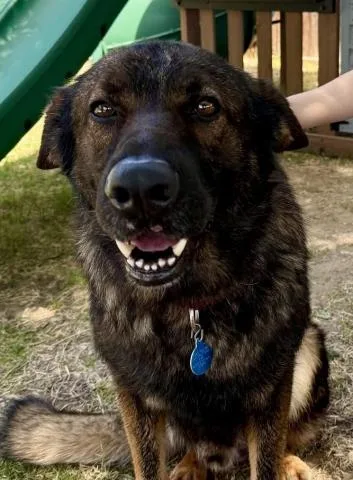 An adult large-sized male Brindle German Shepherd Dog dog named Groot Urgent for adoption in Thousand Oaks, CA