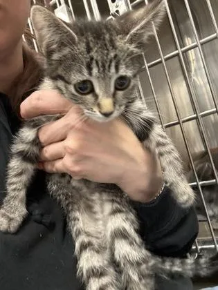 A baby medium-sized female Domestic Short Hair cat named Charon for adoption in West Chester, PA