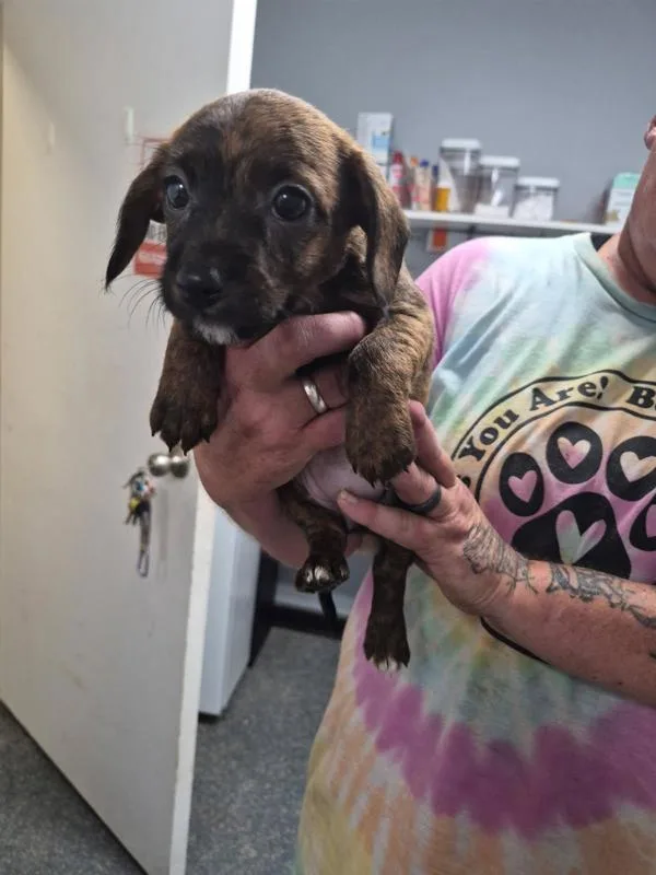 A baby small-sized female Terrier dog named Cassie for adoption in Morristown, TN