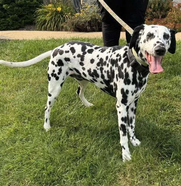 A young medium-sized male Dalmatian dog named Guinness for adoption in Lancaster, PA