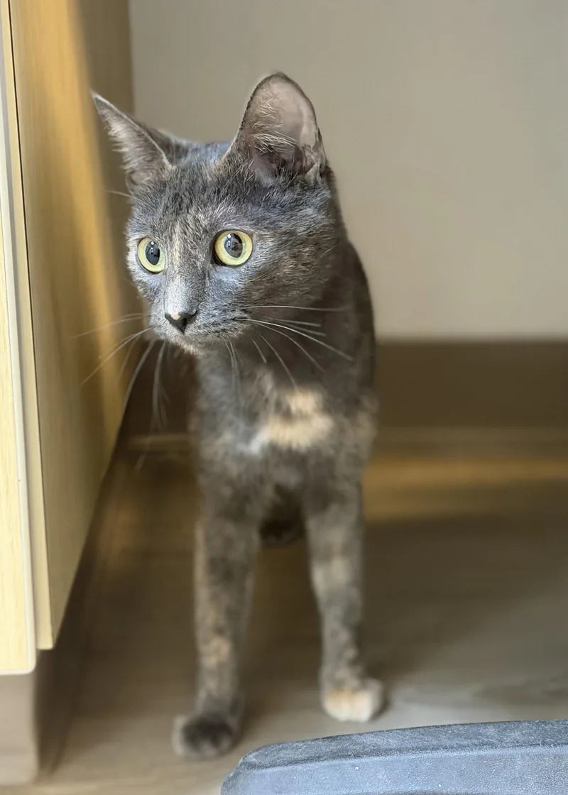 A young small-sized female Calico cat named Matilda for adoption in Helotes, TX