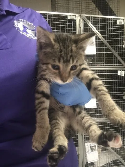 A baby small-sized female Domestic Short Hair cat named A for adoption in Conroe, TX