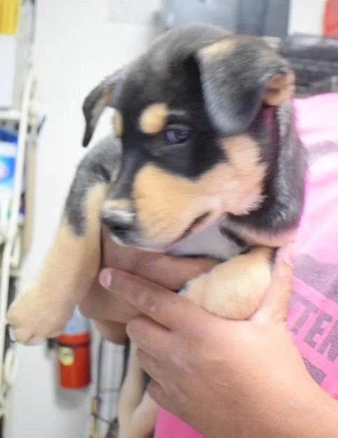 A baby large-sized male Husky dog named Simon for adoption in Pahrump, NV