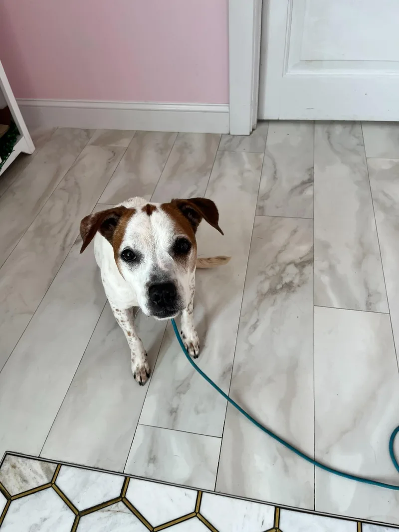 An adult medium-sized female Beagle dog named Tay Tay for adoption in O'Fallon, MO
