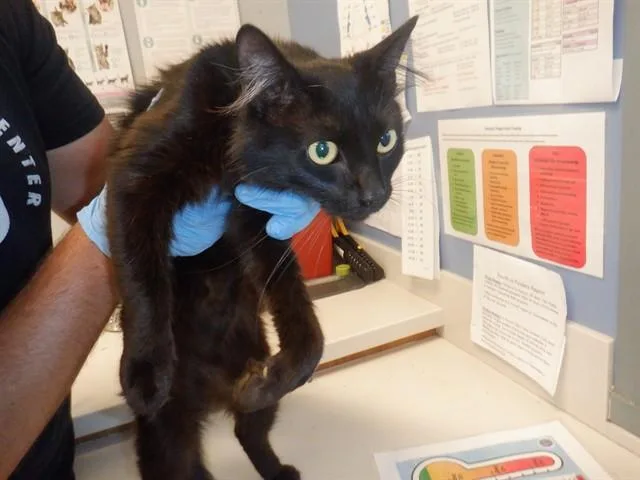 A young medium-sized female Domestic Short Hair cat named Sweet Pea for adoption in San Jose, CA