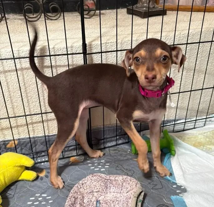 Mini Boo  Puppy