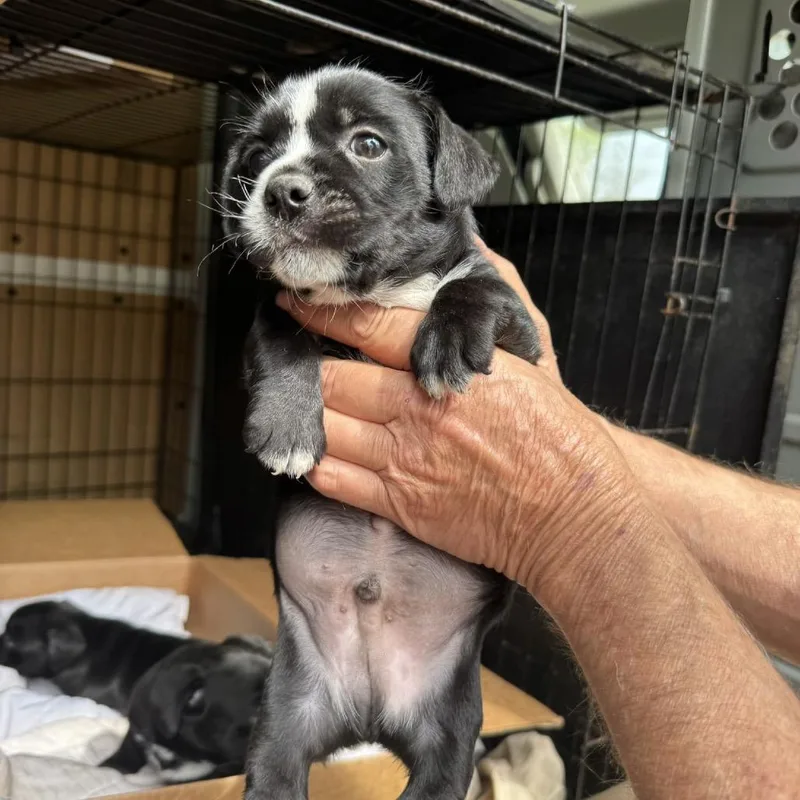 A baby small-sized male Black Mixed Breed dog named Titus for adoption in Peachtree City, GA