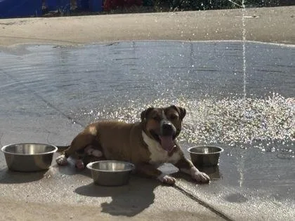 An adult medium-sized male Pit Bull Terrier dog named Clover for adoption in New Orleans, LA