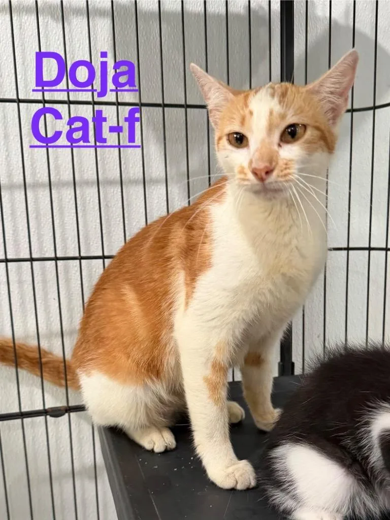 A young medium-sized female Tabby cat named Doja Cat for adoption in Brookhaven, MS