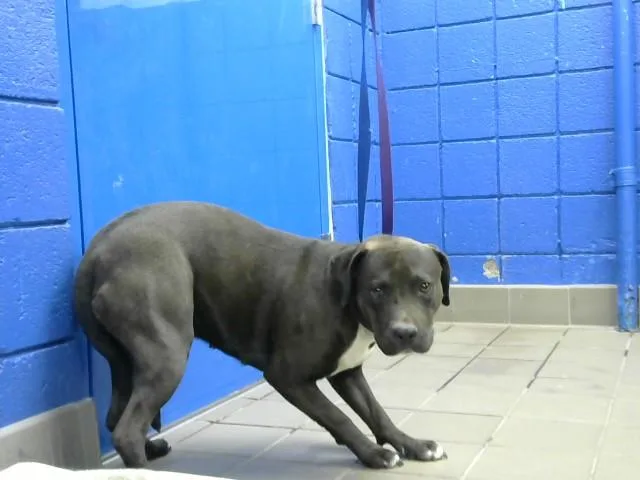 An adult medium-sized female Labrador Retriever dog named Starfire for adoption in Albuquerque, NM