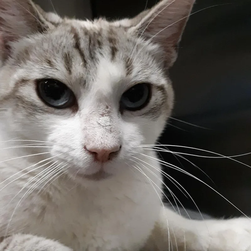A young medium-sized female White Siamese cat named Tansy for adoption in Spokane, WA