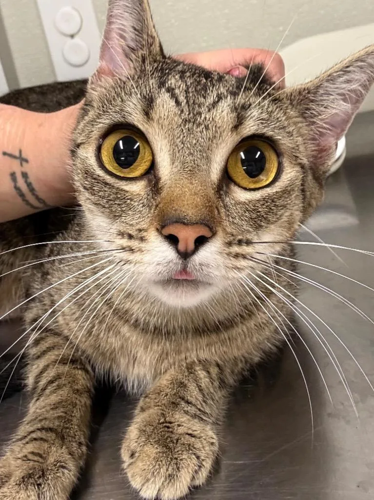 An adult medium-sized female Domestic Short Hair cat named Lilith for adoption in Fall River, MA