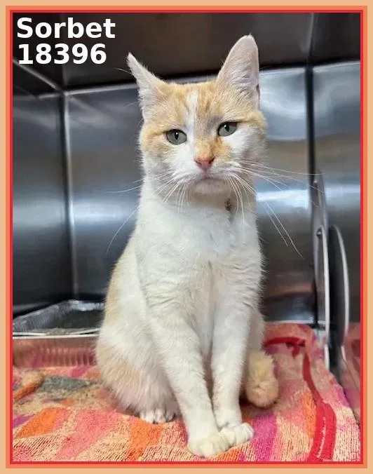 An adult medium-sized female Tabby (Orange / Red) Domestic Short Hair cat named Sorbet for adoption in Marietta, GA