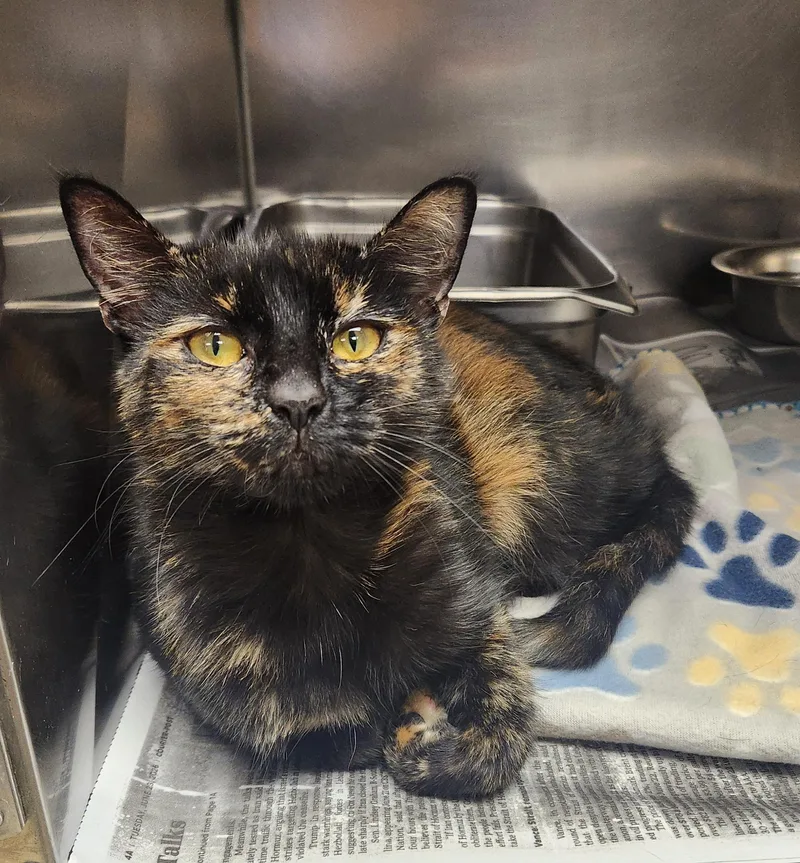 A young medium-sized female Tortoiseshell Domestic Short Hair cat named Flower for adoption in Clayton, NJ