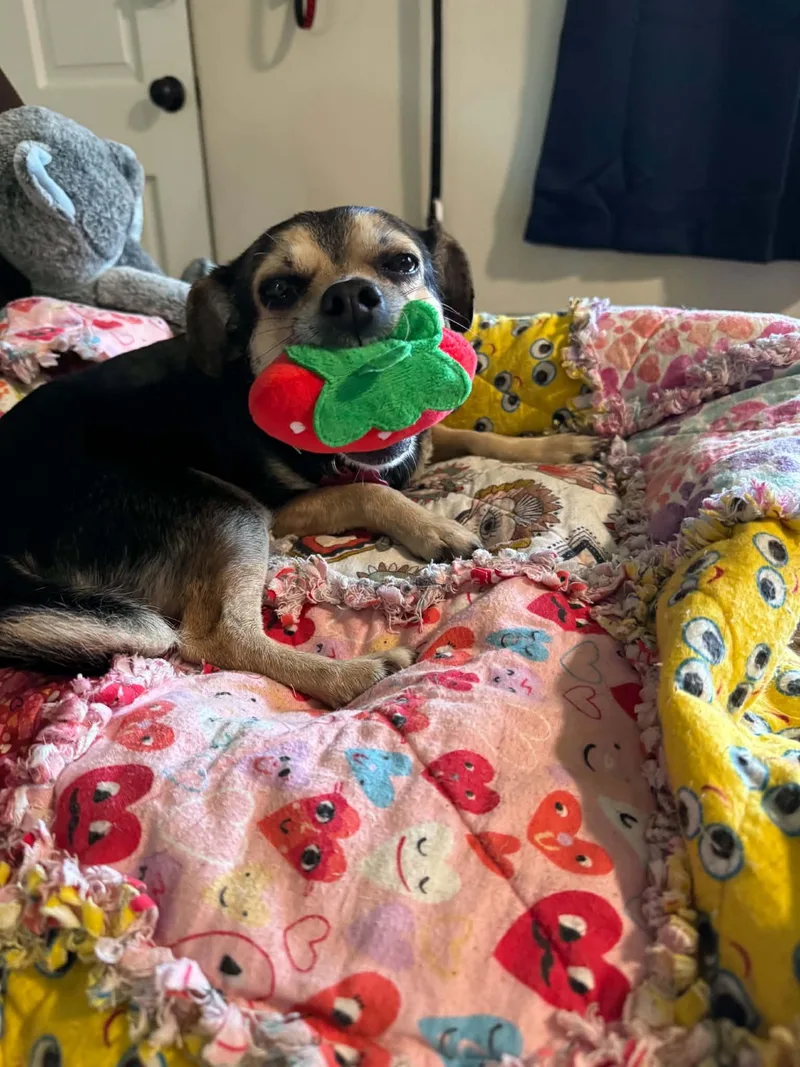 An adult small-sized female Chihuahua dog named Penny for adoption in Tacoma, WA