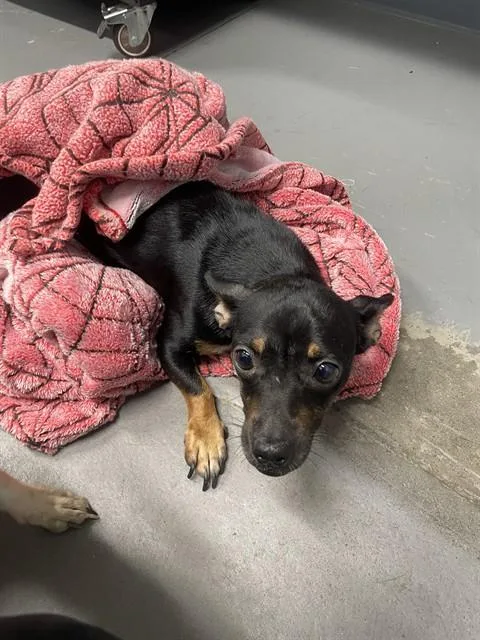 A young small-sized female Chihuahua dog named China for adoption in Tallahassee, FL