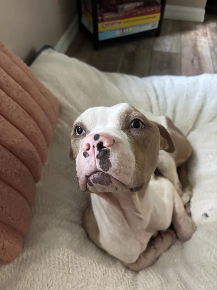 An adult medium-sized female Tricolor (Brown, Black, & White) American Bulldog dog named Cheyenne for adoption in Lakeland, FL