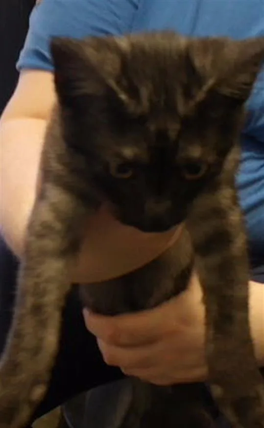 A baby medium-sized male Domestic Short Hair cat named Versace for adoption in Tulsa, OK