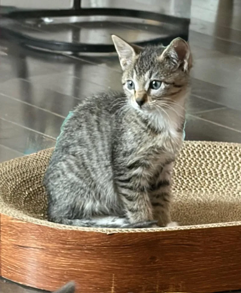 A baby medium-sized male Domestic Short Hair cat named Thomas for adoption in New Orleans, LA