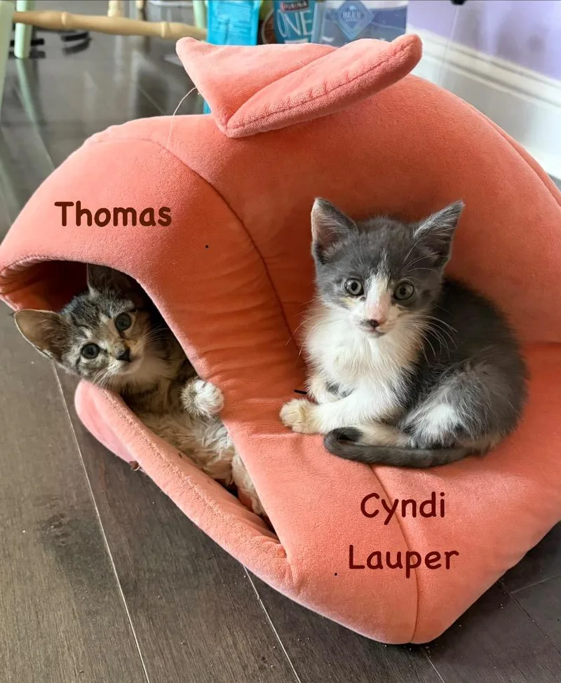 Thomas thumbnail 2